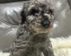Cockapoo