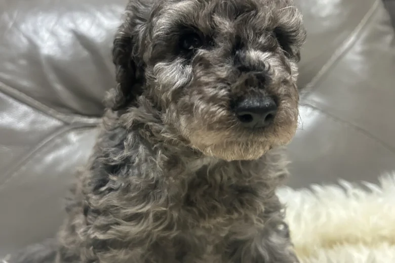 Cockapoo