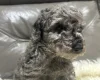 Cockapoo