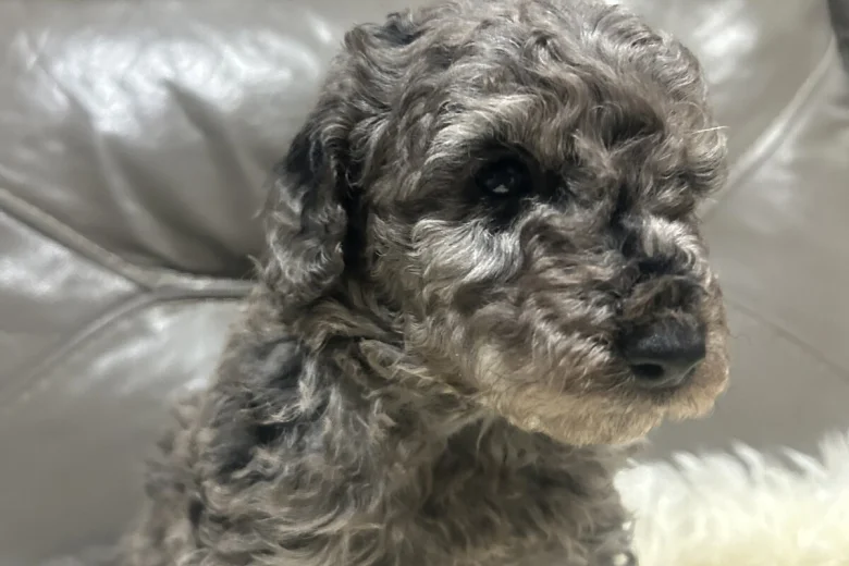 Cockapoo