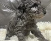 Cockapoo