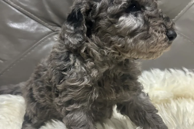 Cockapoo