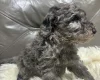 Cockapoo