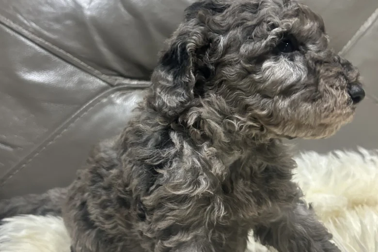 Cockapoo