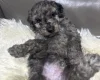 Cockapoo