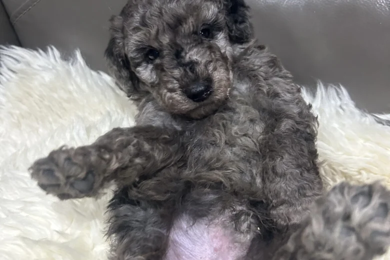 Cockapoo