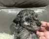 Cockapoo