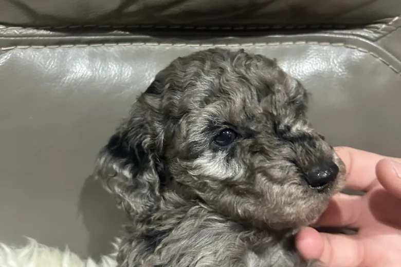 Cockapoo