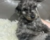 Cockapoo