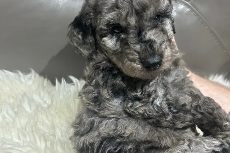 Cockapoo