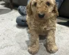 Cockapoo