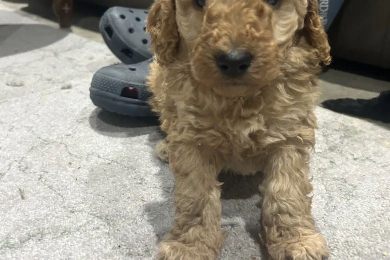 Cockapoo