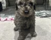 Cockapoo