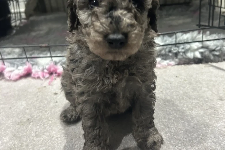Cockapoo