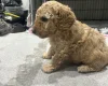 Cockapoo