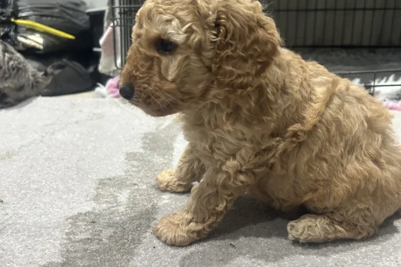 Cockapoo