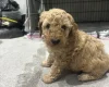 Cockapoo