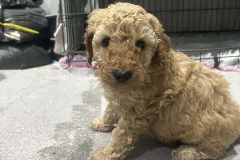 Cockapoo