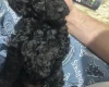 Cockapoo