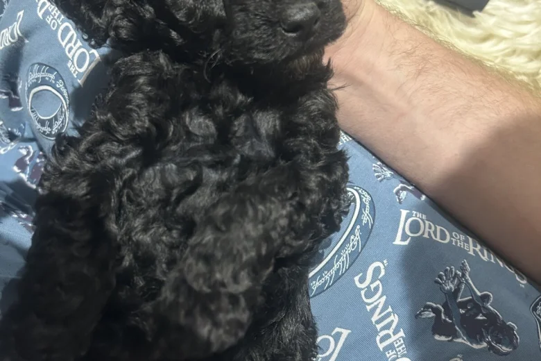 Cockapoo