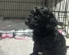 Cockapoo