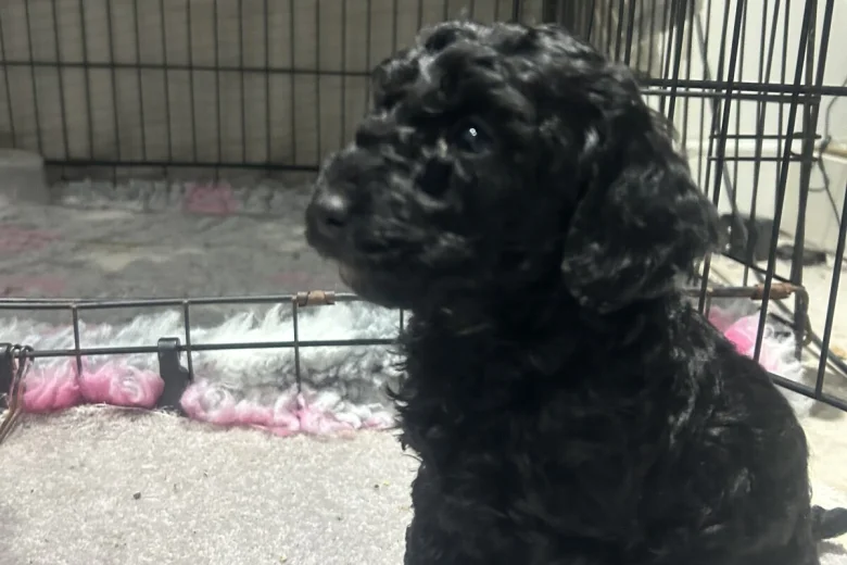 Cockapoo