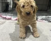 Cockapoo