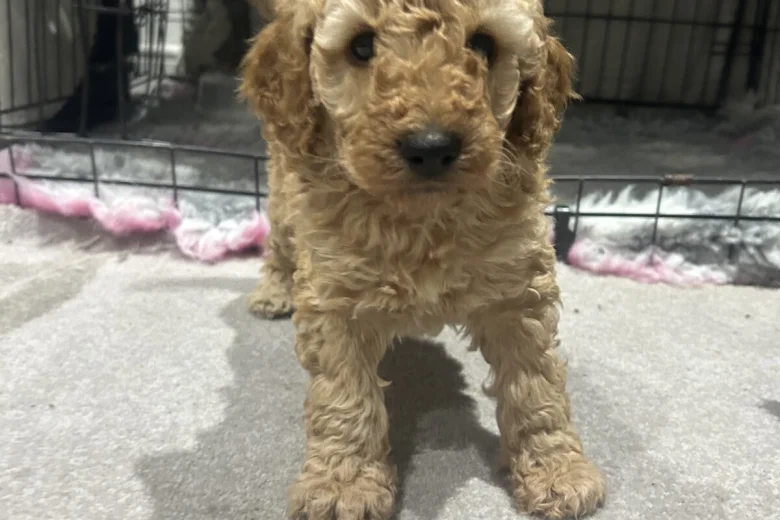 Cockapoo