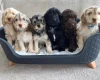 Cockapoo