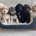Cockapoo