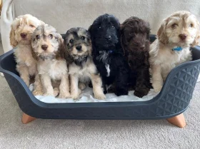 Cockapoo