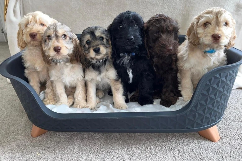 Cockapoo