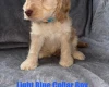 Cockapoo