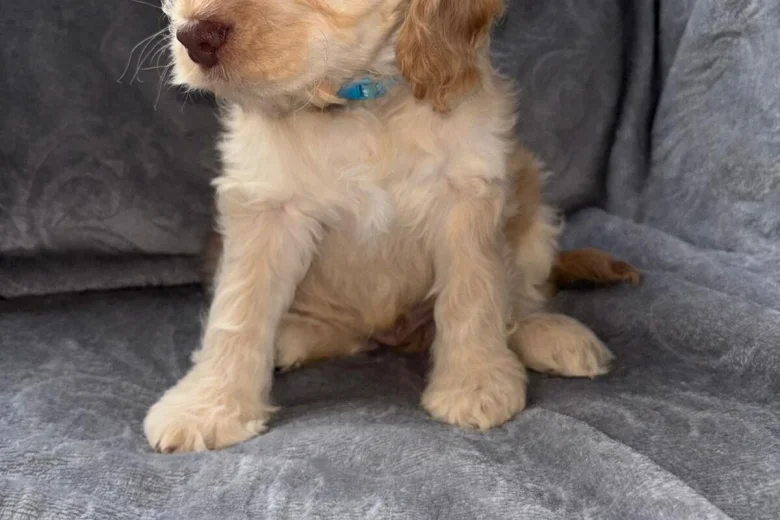 Cockapoo