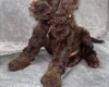 Cockapoo