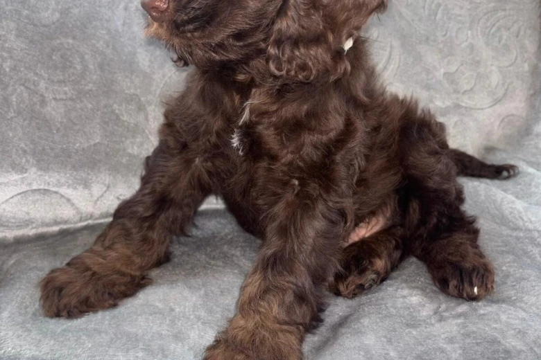 Cockapoo