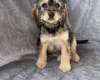Cockapoo