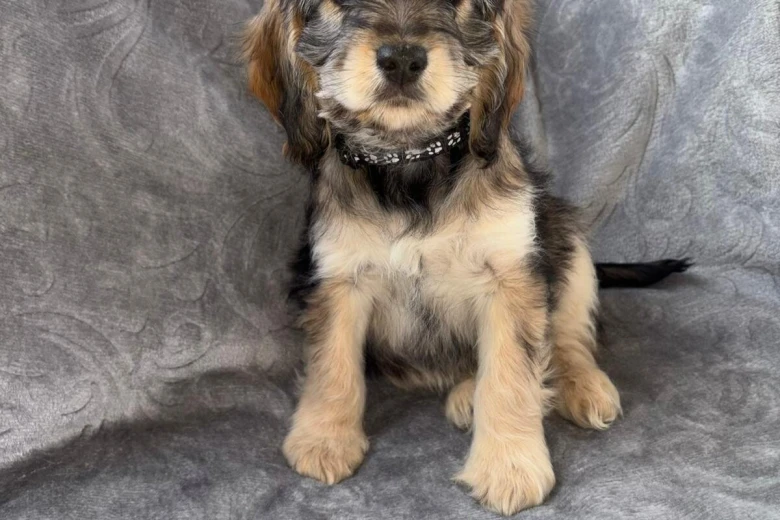 Cockapoo