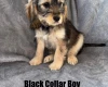 Cockapoo