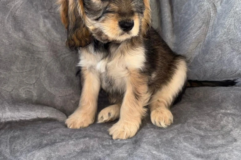 Cockapoo