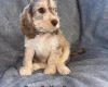 Cockapoo