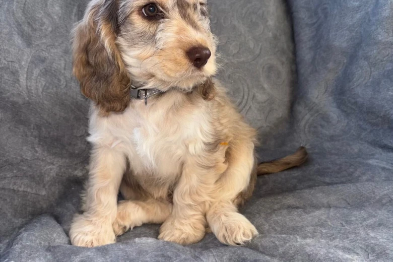 Cockapoo