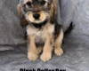 Cockapoo