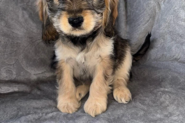 Cockapoo