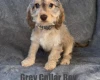 Cockapoo