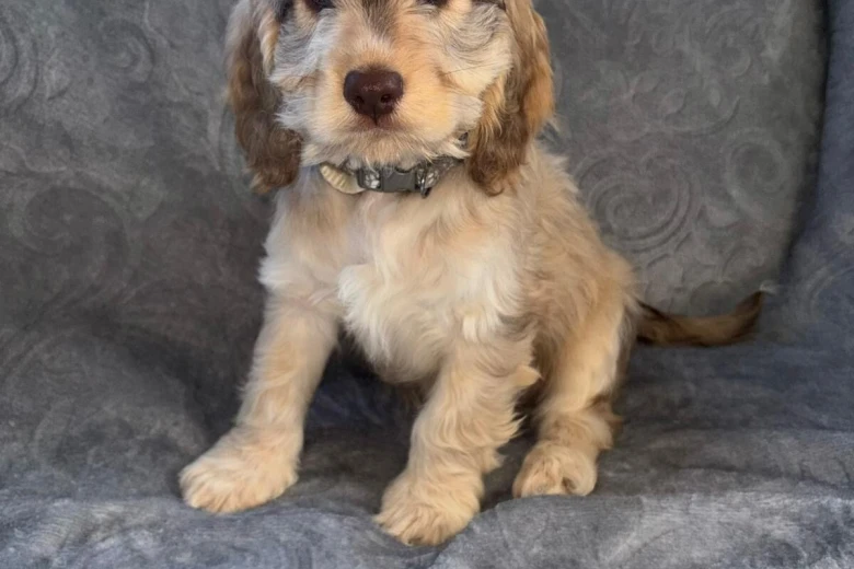 Cockapoo