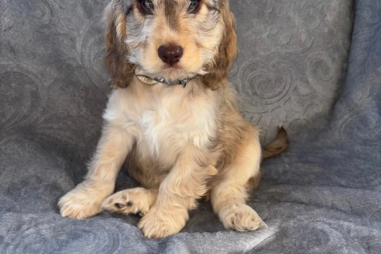 Cockapoo
