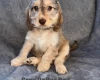 Cockapoo