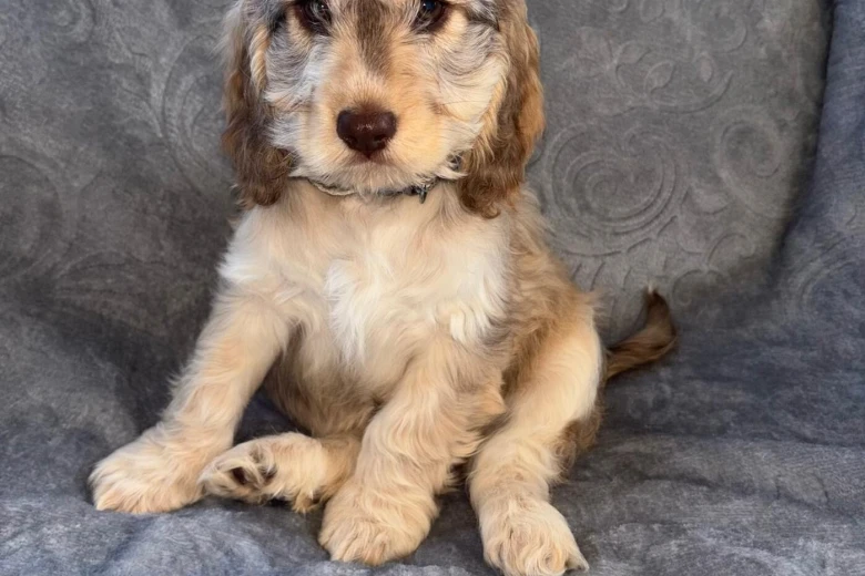 Cockapoo