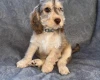 Cockapoo